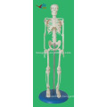 HR-103 45CM Tall PVC Material Mini modèle de corps humain, modèle de squelette humain